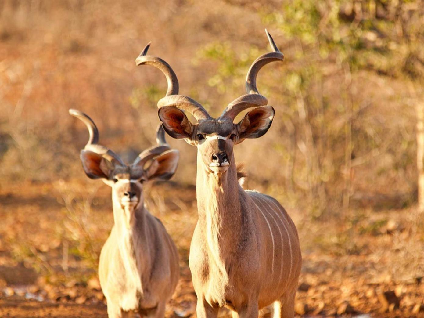 Hotel Kifaru Bush Camp Outjo Zewnętrze zdjęcie